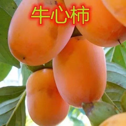 嫁接牛心柿子火晶果树苗庭院盆栽地栽南方北方种植当年结果柿树苗