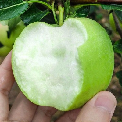 正宗澳洲青苹果树苗地栽