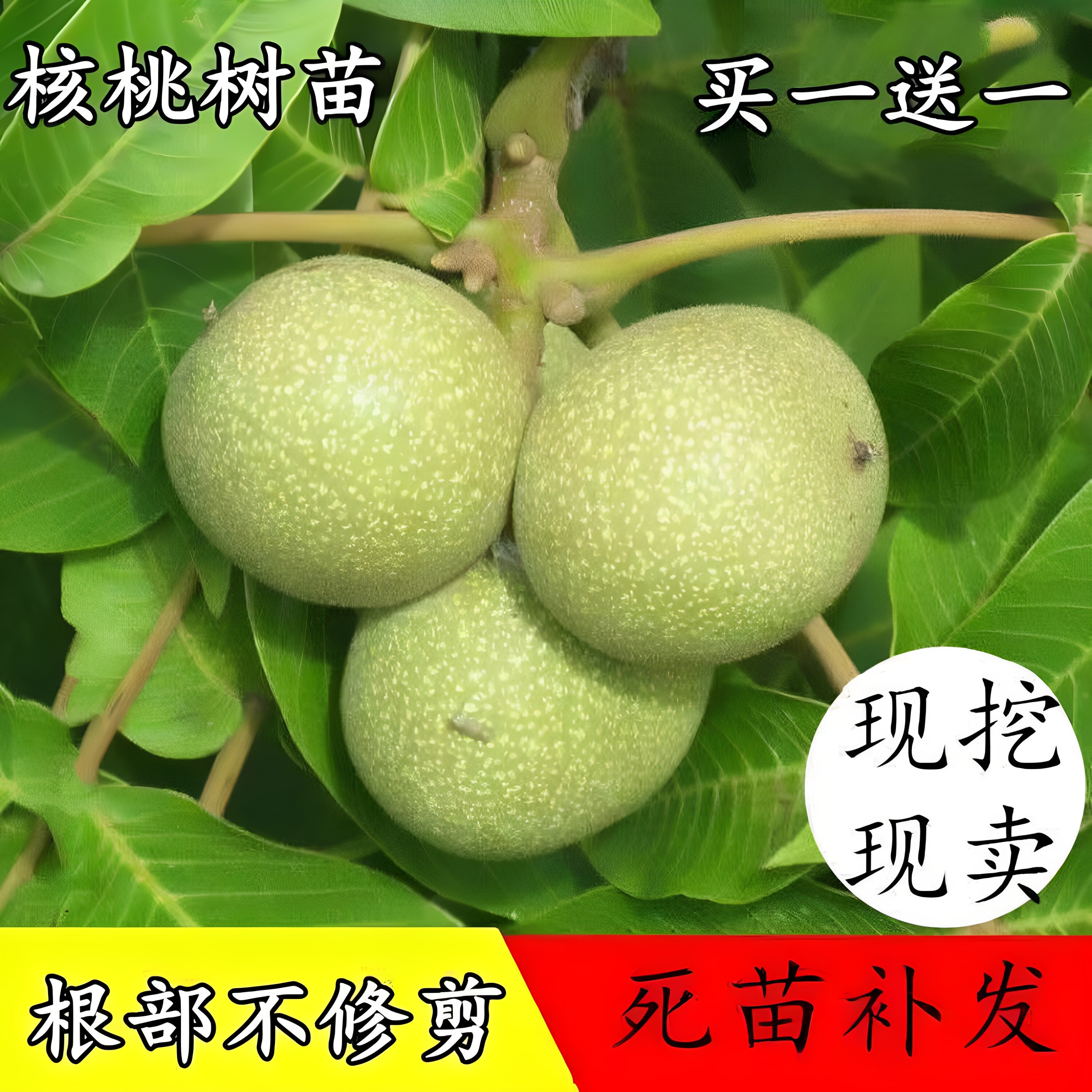 矮化鲁光核桃苗早熟薄皮纸皮核桃树苗南北方种植盆栽地栽当年结果图片