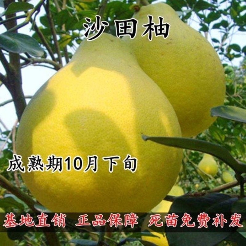 沙田柚苗容县柚子树苗白心白肉纯甜嫁接蜜柚子苗庭院种植带叶带泥,农用物资,果树种子/种苗,淘宝优惠券,粉丝福利购,淘宝优惠卷