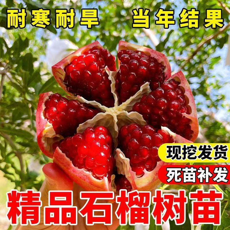 大果石榴树苗软籽甜耐寒