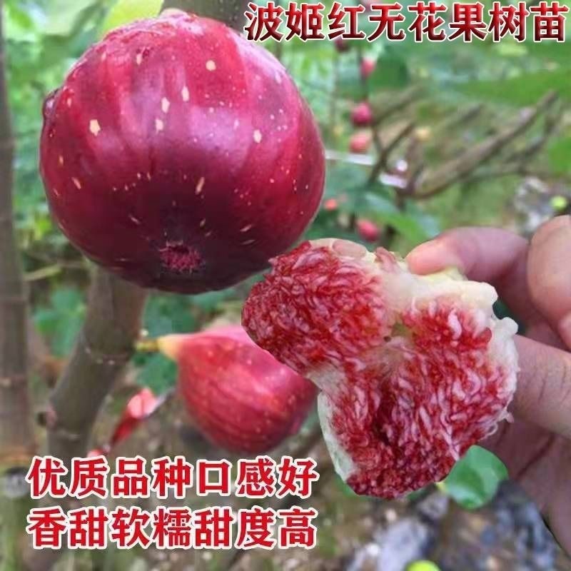 无花果苖波姬红南方北方四季阳台盆栽种植水果果树苖当年结果