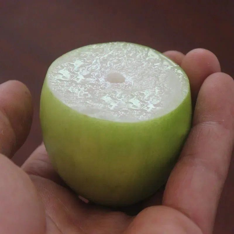 枣树嫁接苗 台湾牛奶大青枣树苗南方盆栽地栽青枣苗当年结果