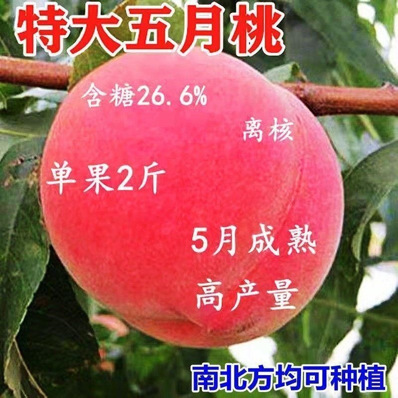 嫁接桃树苗五月早新品种大