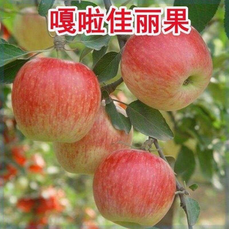 北方当年地嘎啦结果耐寒种植盆栽早熟栽佳丽南方苹果嫁接树苗果苗