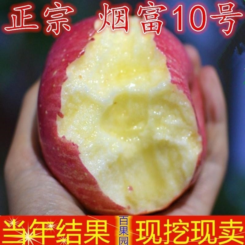 果树苗正宗嫁接烟富10号