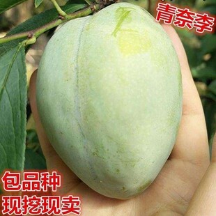 嫁接李子苗 黄金奈李苗 青奈李 油奈李子树苗 南北方种植当年结果