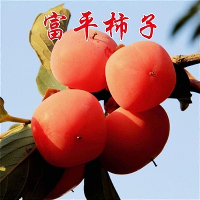 柿子树苗 陕西富平尖柿子树 嫁接苗南方北方种植地栽 做柿饼品种