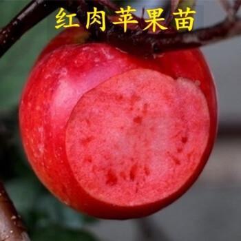 红肉苹果苗嫁接树盆栽地耐