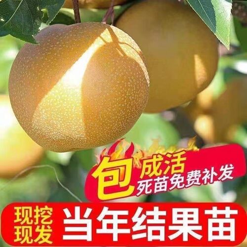 秋月梨果树苗冰糖蜜梨树苗嫁接晚熟梨苗南方北方种植脆甜当年结果