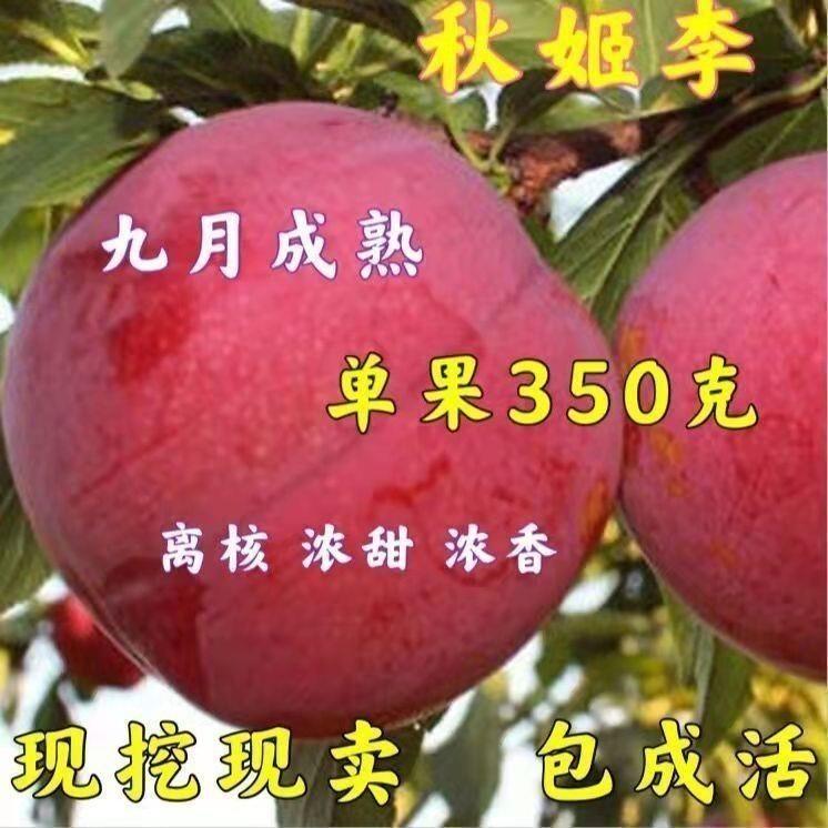 新品种秋姬李子树苗 果重350克  九月成熟 香甜浓郁 离核果树果苗