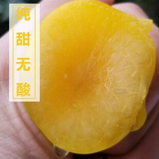 冰糖李子树苗蜂糖李黄金奈桃花李脱骨脆红纯甜黄心抗寒抗旱果树苗