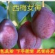 法兰西西梅皇后女神嫁接果树苗树苗盆栽李子当年结果南方北方种植