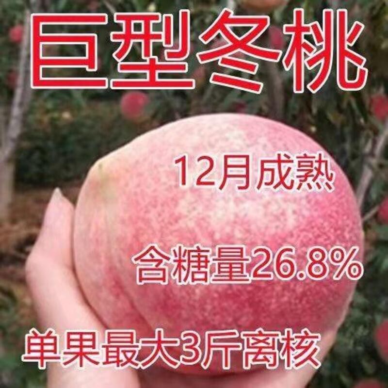 【买1送1】桃树树苗北方油桃耐寒南方超甜大果水蜜桃地栽蟠桃