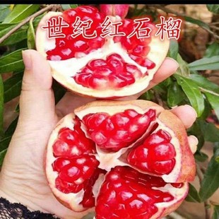 世纪红石榴树苗大红袍石榴树苗蒙阳红石榴苗南方北方种植当年结果