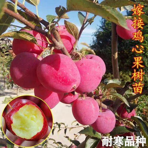 嫁接鸡心果苖耐寒抗冻苹树