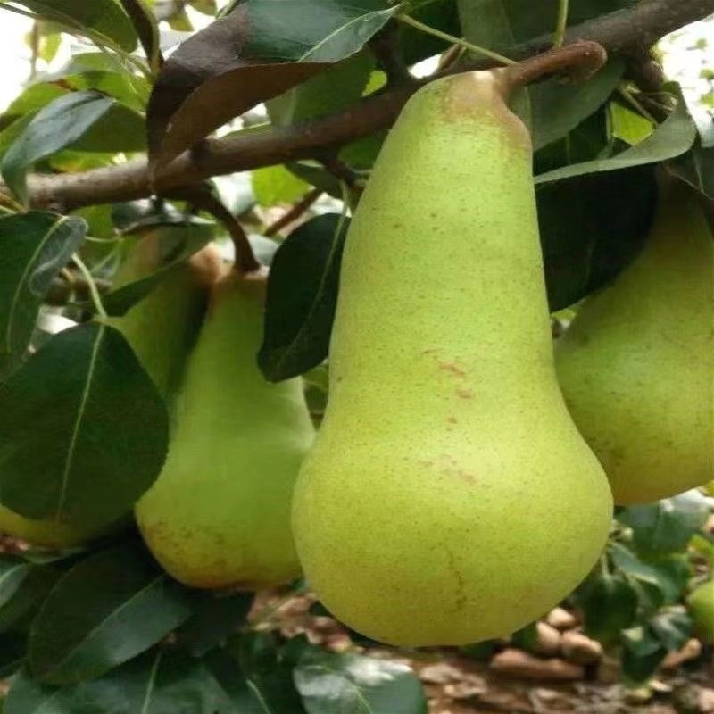 大果梨树苗新品种嫁接早熟阿巴特香梨苗盆栽地栽南方北方种植