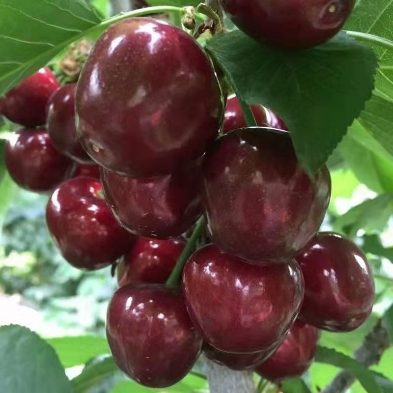 樱桃树苗智利南北方种植美