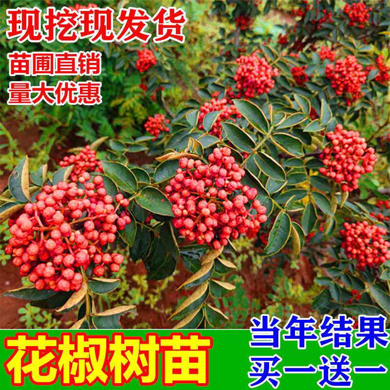 花椒树苗大红袍四川麻椒藤椒苗盆栽地栽南北方种植当年结果耐旱图片