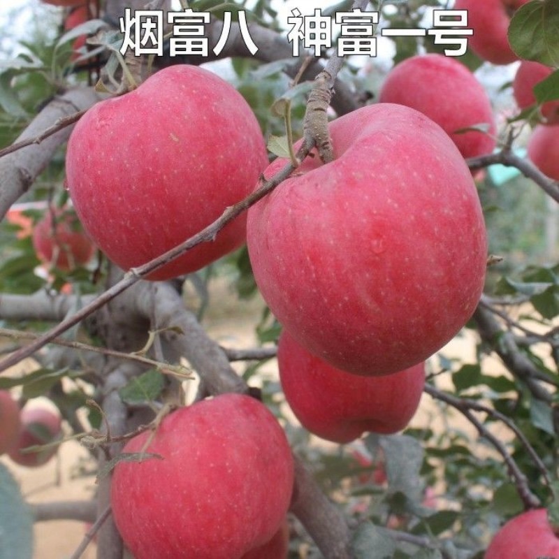 新品种烟富八号红士苹果树