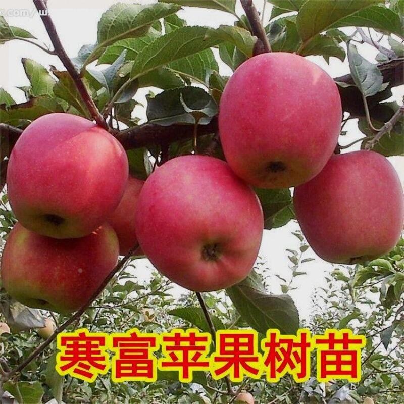 栽寒富当年种植苹果南北方结果地盆栽苗嫁接苗苹果新品种耐寒树苗