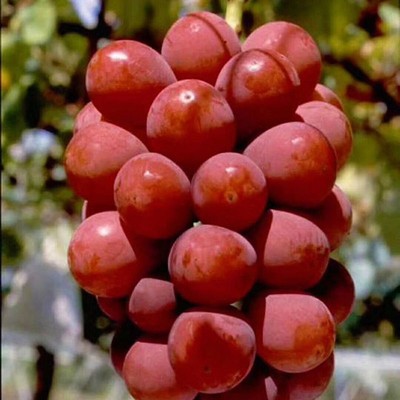 红夏音阳光玫瑰葡萄苗耐寒葡萄树苖果树果苗爬藤南北方四季种植