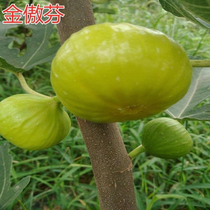 金傲芬无花果树苗 青皮无花果树苗 南北方种植盆栽地栽苗当年结果