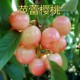 嫁接稀有品种芭蕾大樱桃果树苗南方北方种植盆栽地栽早熟当年结果