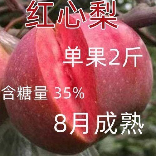 红心梨树苗嫁接新品种皮