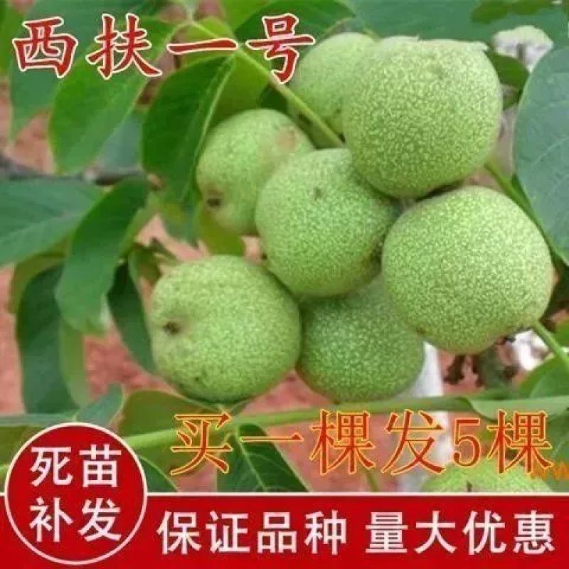 嫁接薄皮核桃西扶一号树苗南方北方种植盆栽地栽庭院果园当年结果图片
