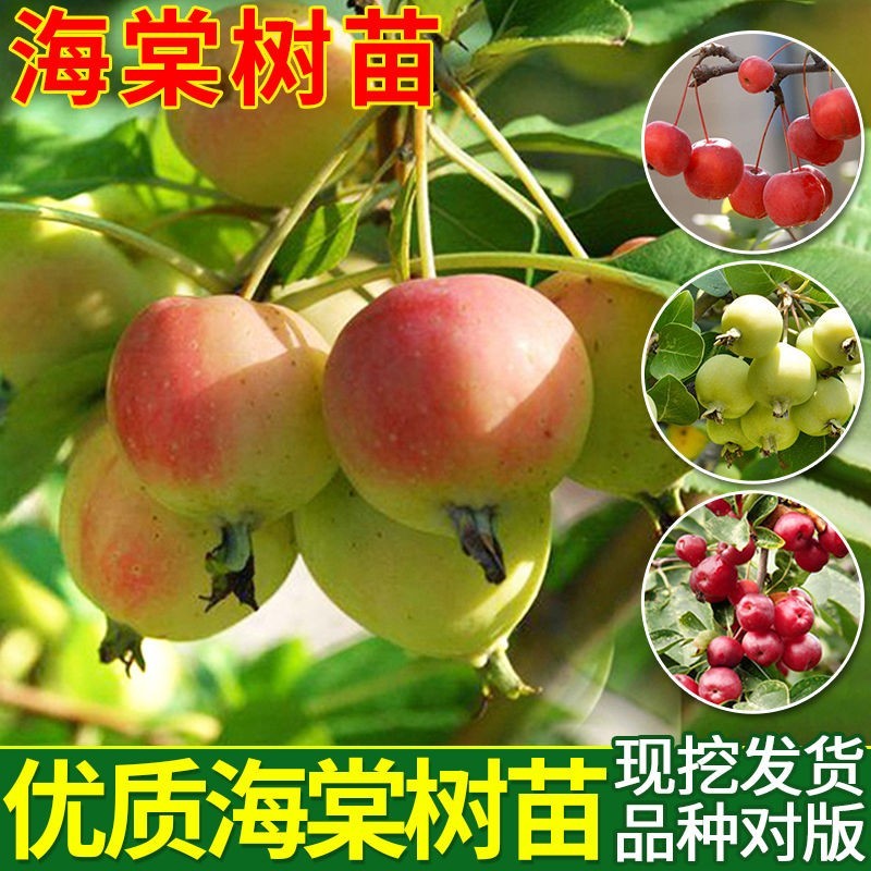 海棠果树海棠树南北方庭院地栽种植盆栽盆景蜜饯耐寒沙果树苗矮化