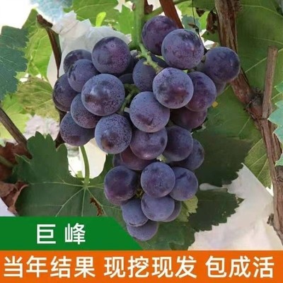 葡萄树苖巨峰葡萄苗爬藤阳光玫瑰萄葡树苗北南方种植果树果苗