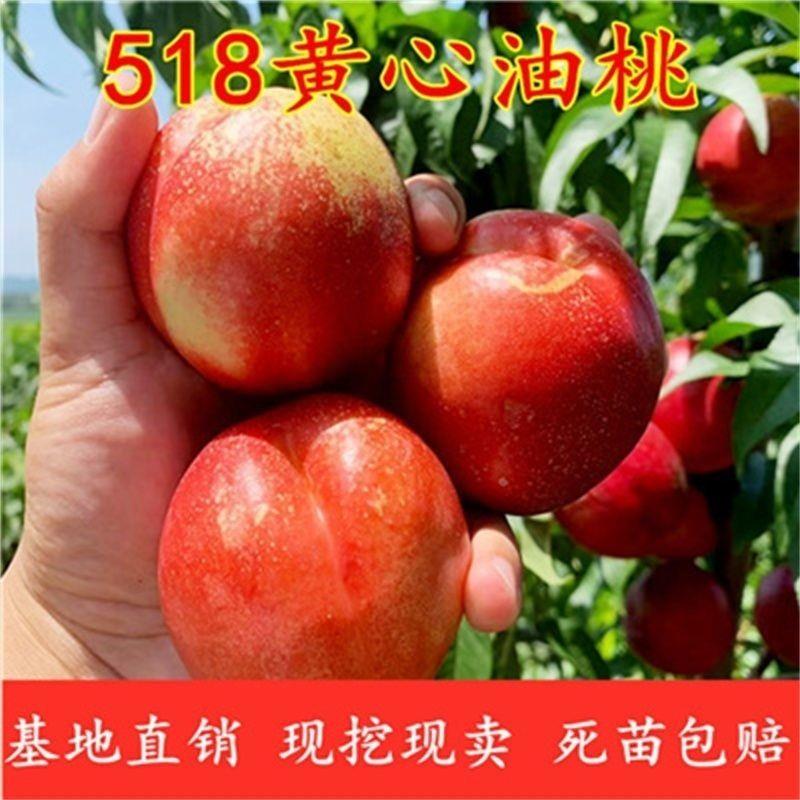 新品种518油桃树苗当年结果桃树苗 正宗518油桃苗 嫁接油果树果苗