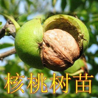 核桃苗嫁接特大核桃树幼苗8518薄皮南方北方种植盆栽地栽果树苗