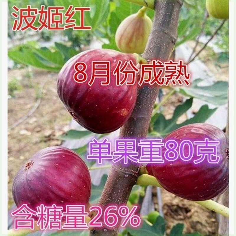波姬红无花果树苗 南北方种植阳台庭院 当年结果盆栽地栽四季种植