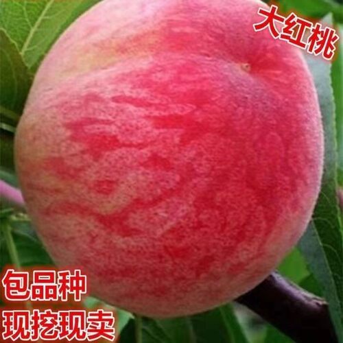 桃树苗嫁接大红桃果树苗南北方种植当年结果盆栽
