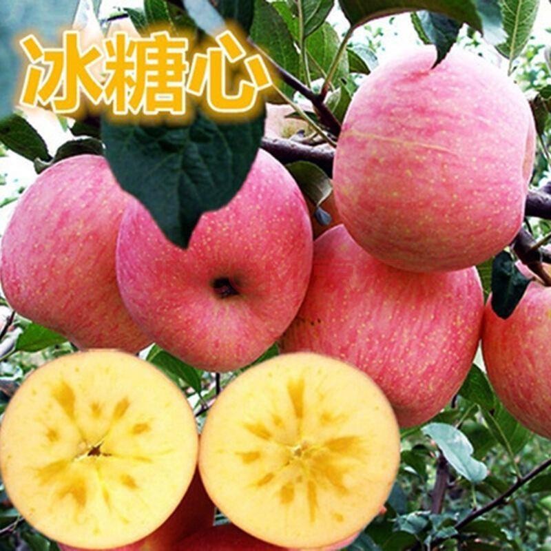 苹果树苗北方种植抗寒新品种冰糖心地栽庭院盆栽矮化当年结果树苗