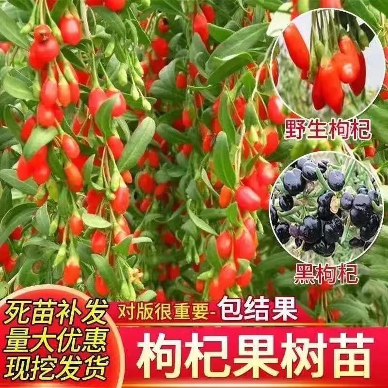 枸杞树苗宁夏枸杞树苗盆栽食用黑枸杞树苗中宁红枸杞中宁7号