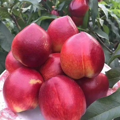 嫁接立夏红油桃树苗早熟黄肉油桃苗庭院盆栽地栽种植果树当年结果