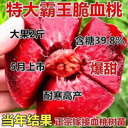 特大霸王脆血桃树苗嫁接果树苗南北方种植耐寒当年结果盆栽