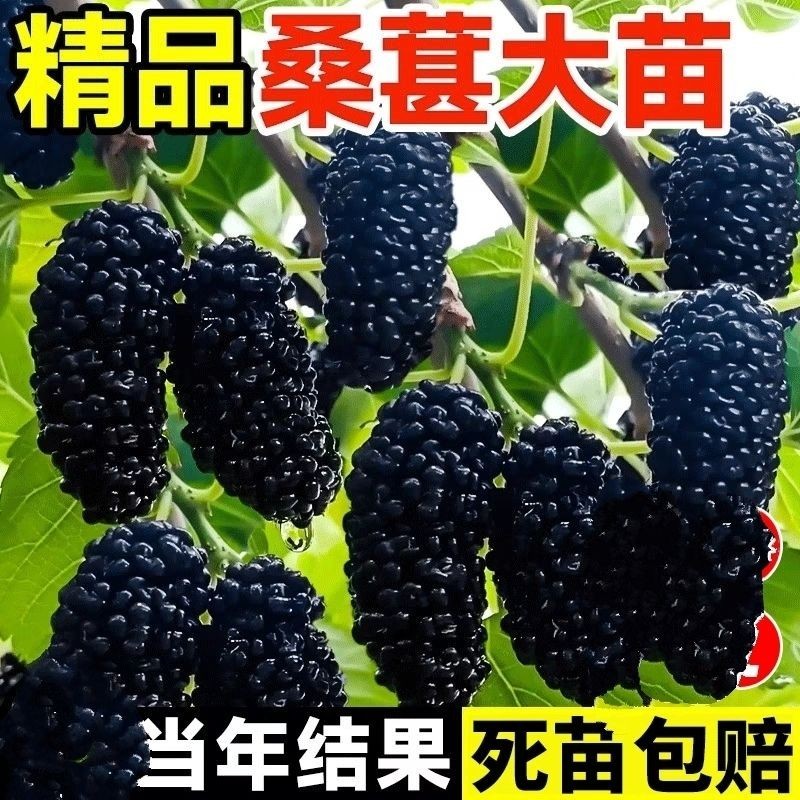 无籽十大桑椹四季果树苗泡酒南方北方种植庭院盆栽地栽食材结果苗