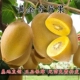 黄金奇异果树苗果苗黄金果猕猴桃苗盆栽地栽果树苗南方北方种植