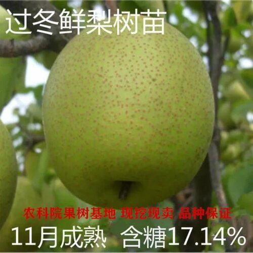 新品种梨树过冬鲜梨树苗11月熟自然存放半年果南北方种植地栽