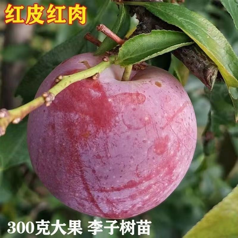 正宗红心李子树苗五月脆早