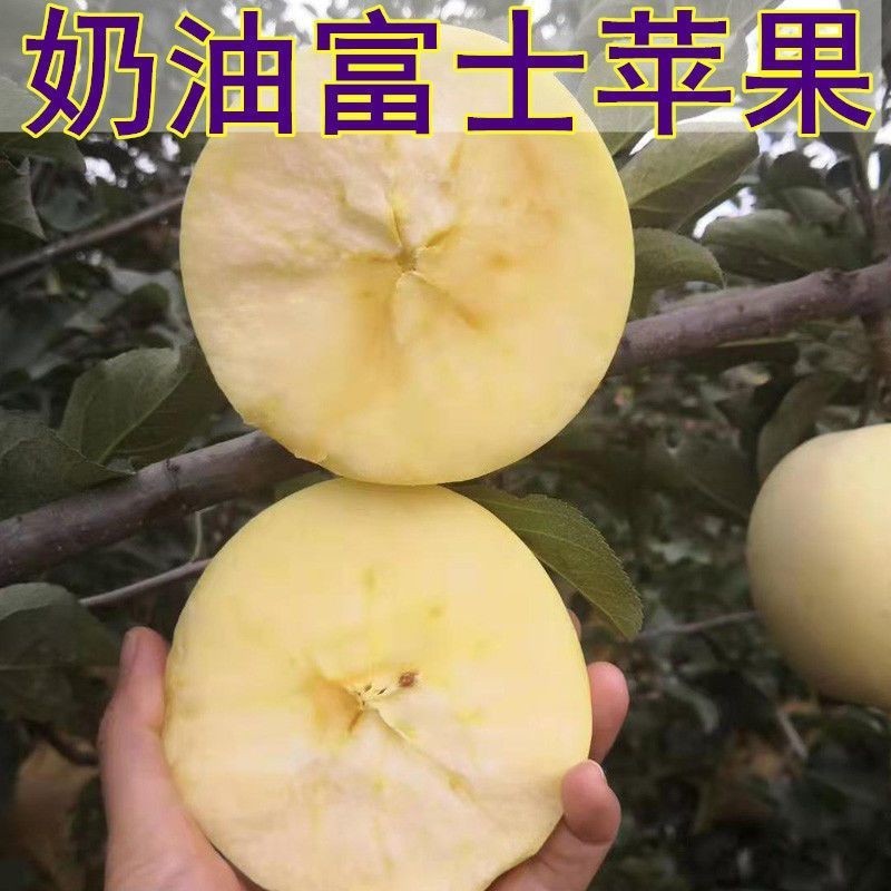奶油富士苹果树果苗盆栽特大四季南北方种植地栽苗果树当年结果