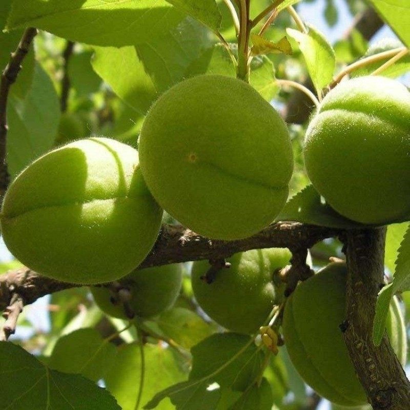 新品种晚熟酸梅树苗当年结果嫁接苗青梅子树苗南方北方种植