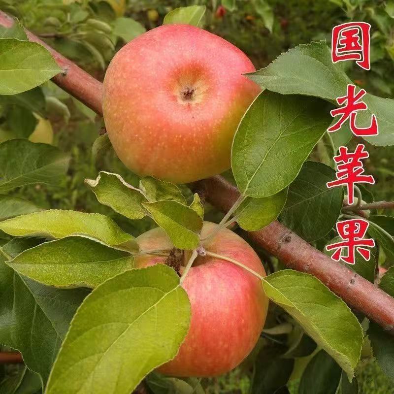 国光苹果树苗正宗老品种小图片