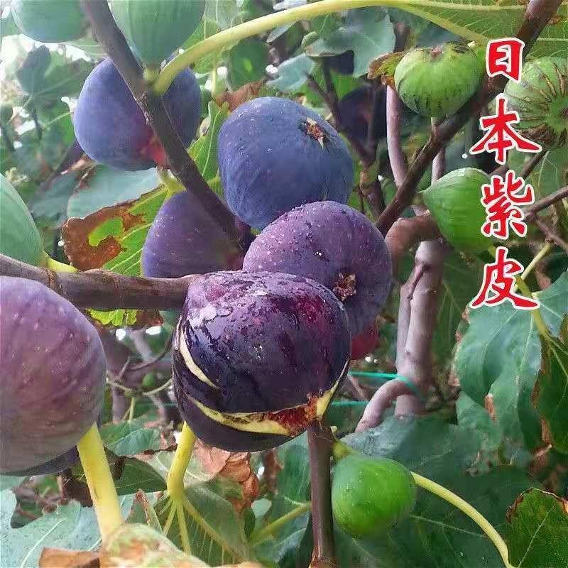 日本紫果无花果树苗南方北方种植当年结果抗寒无花果树苗果苗