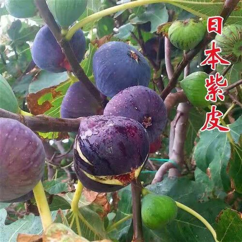 日本紫果无花果树苗南方北方种植当年结果抗寒无花果树苗果苗