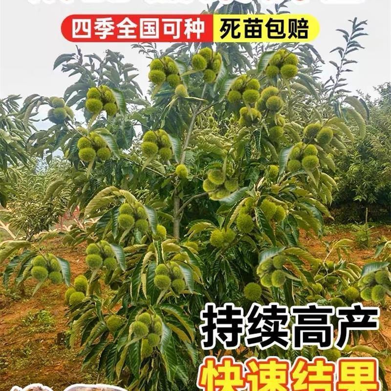 嫁接板栗苗树地栽南方北方种植大红袍当年结果大板栗树果树果苗